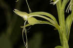 Green fringed orchid